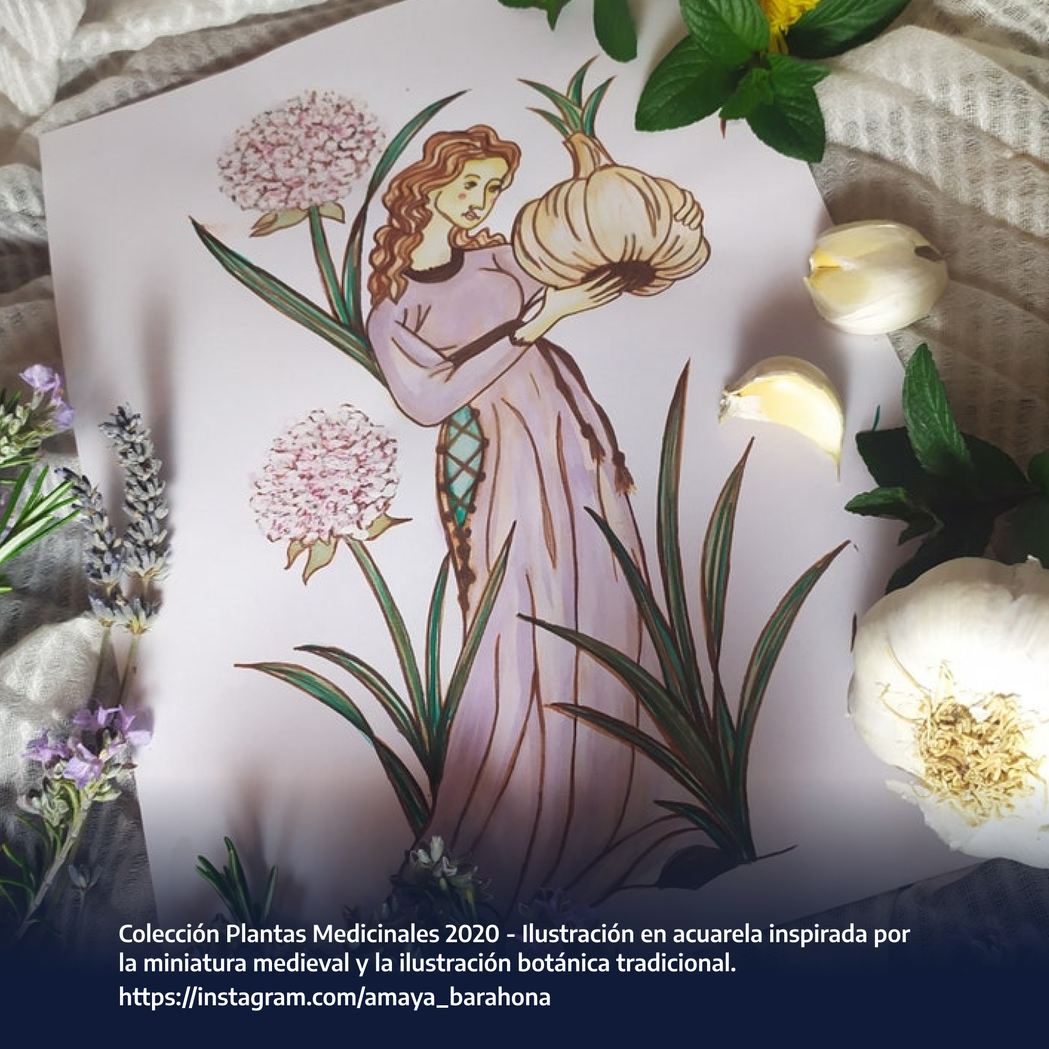 Colección Plantas Medicinales 2020 - Ilustración en acuarela inspirada por la miniatura medieval y la ilustración botánica tradicional. https://instagram.com/amaya_barahona